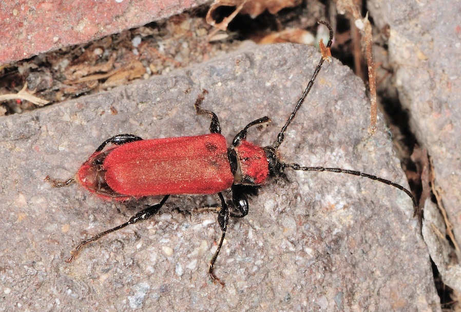 Pyrrhidium sanguineum